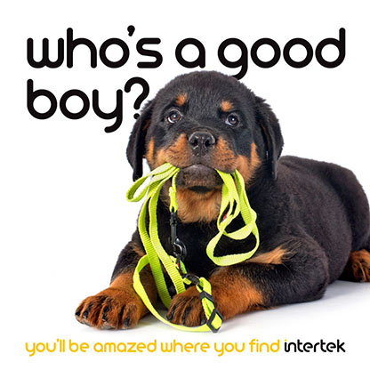 A puppy laying on the floor with a leash in his mouth